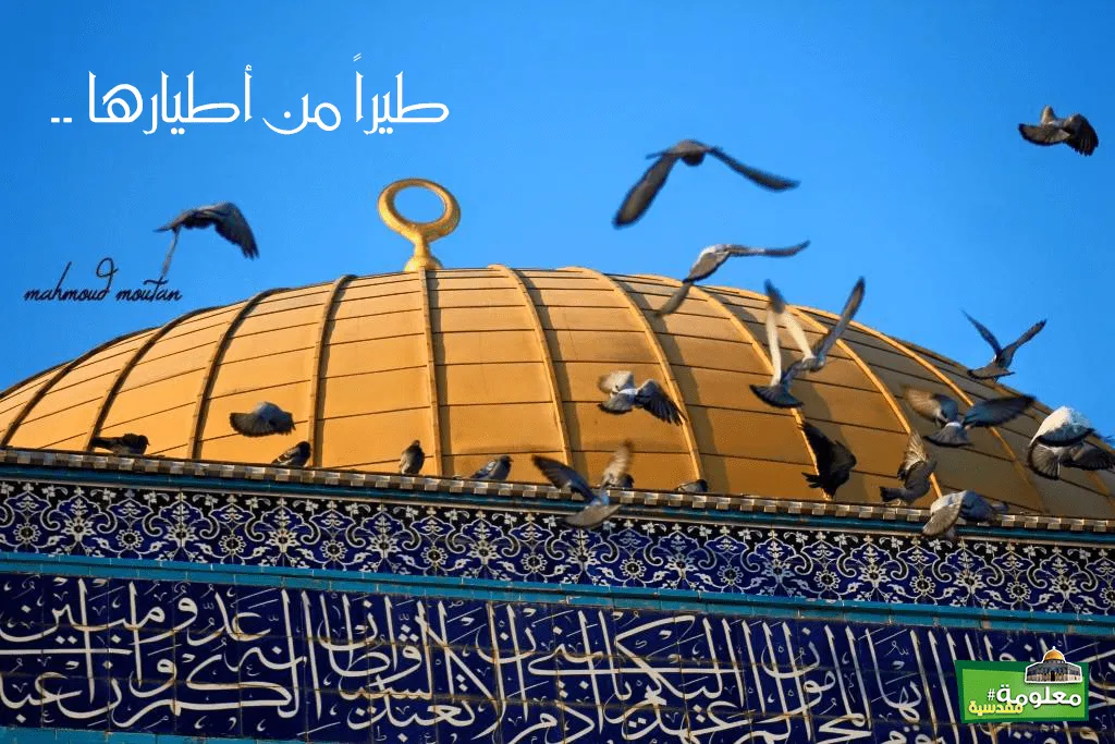 طيراً من أطيارها