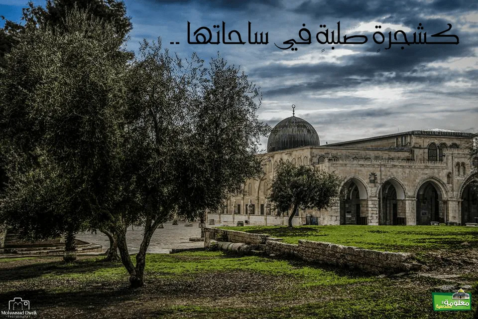 كشجرة صلبة في ساحتها
