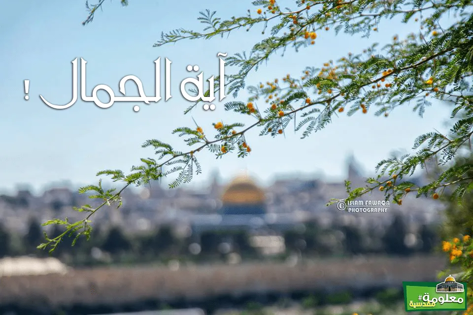 آية الجمال