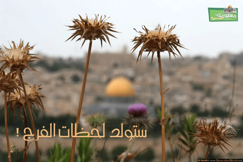ستولد لحظات الفرج