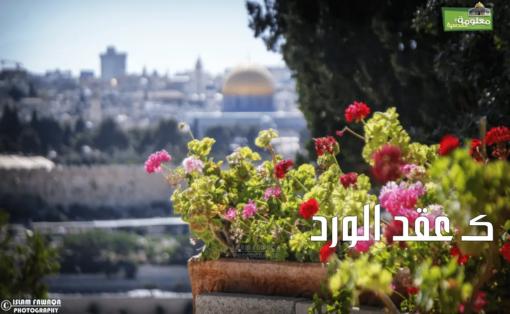 كـ عقد الورد