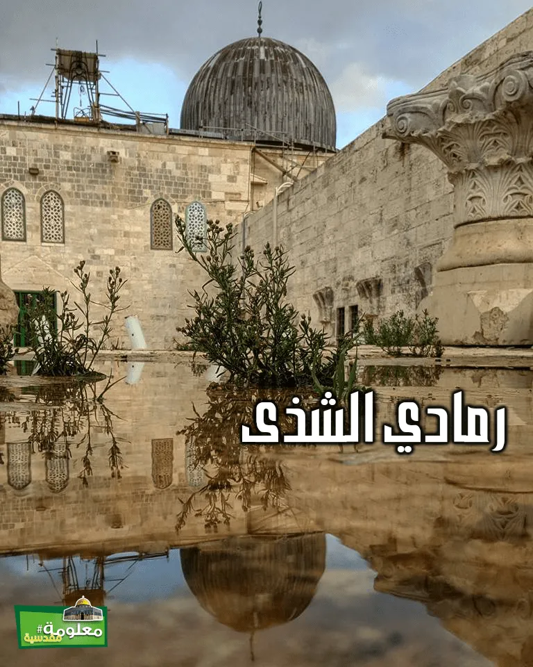 رمادي الشذى
