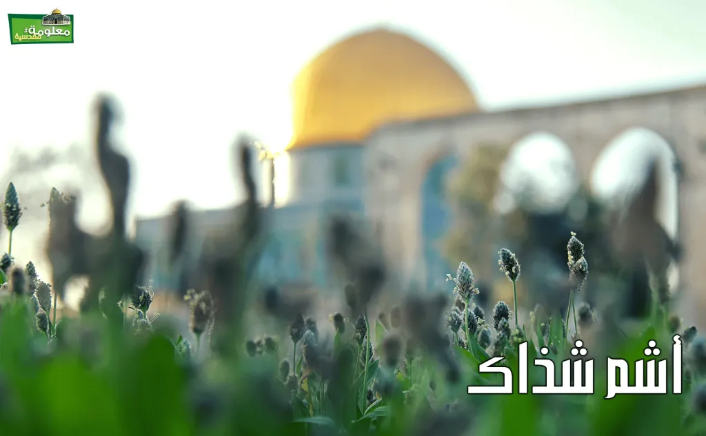 أشم شذاك