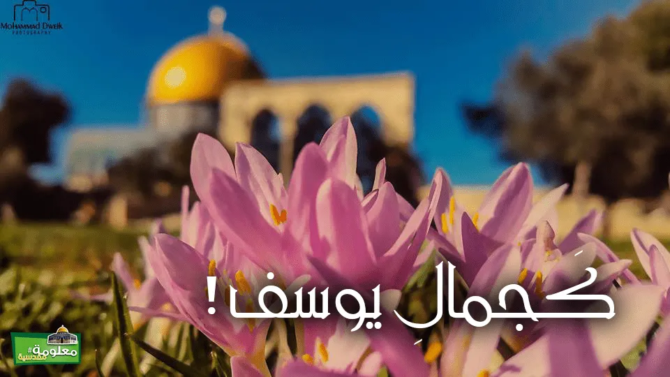 كجمالِ يوسف