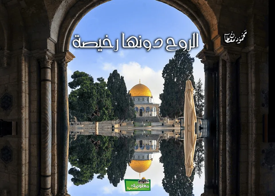 الروح دونها رخيصة
