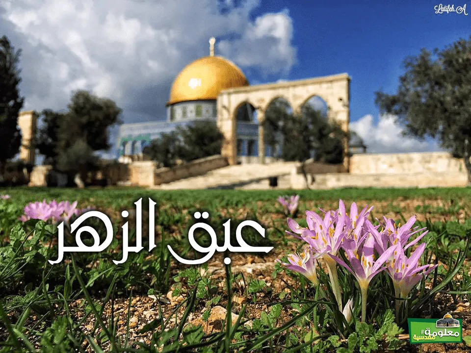 عبق الزهر