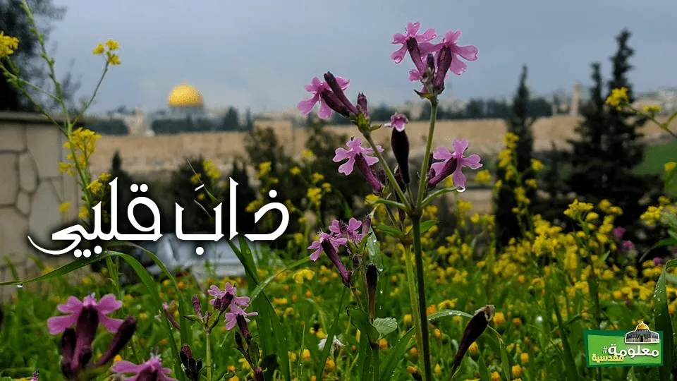 ذاب قلبي