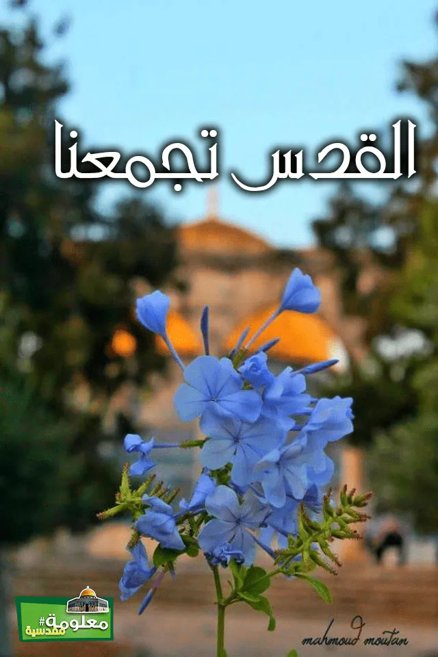 القدس تجمعنا