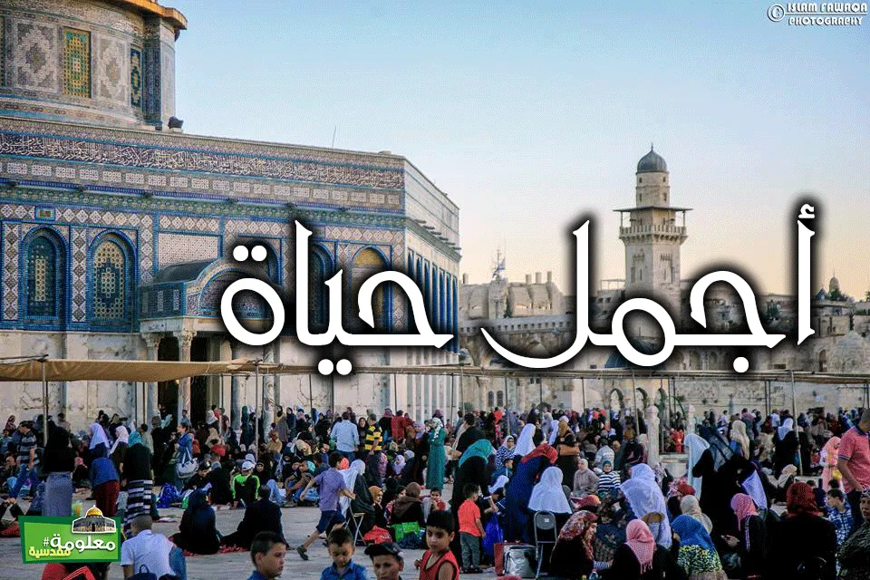 أجمل حياة