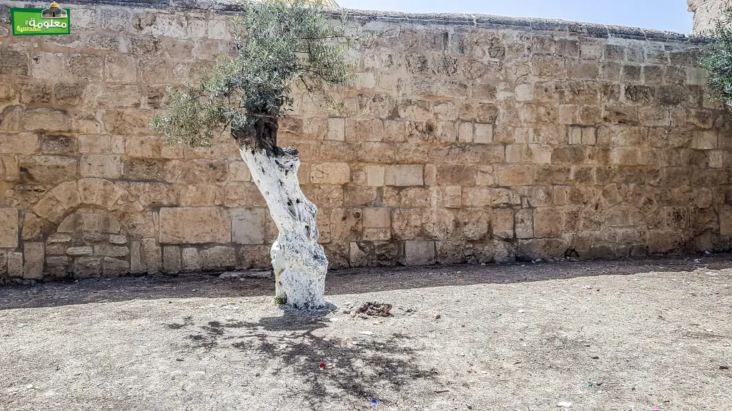 الزاوية الصمادية والبسطامية