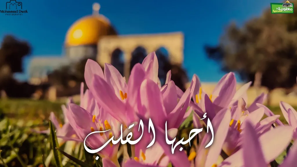 أحبها القلب