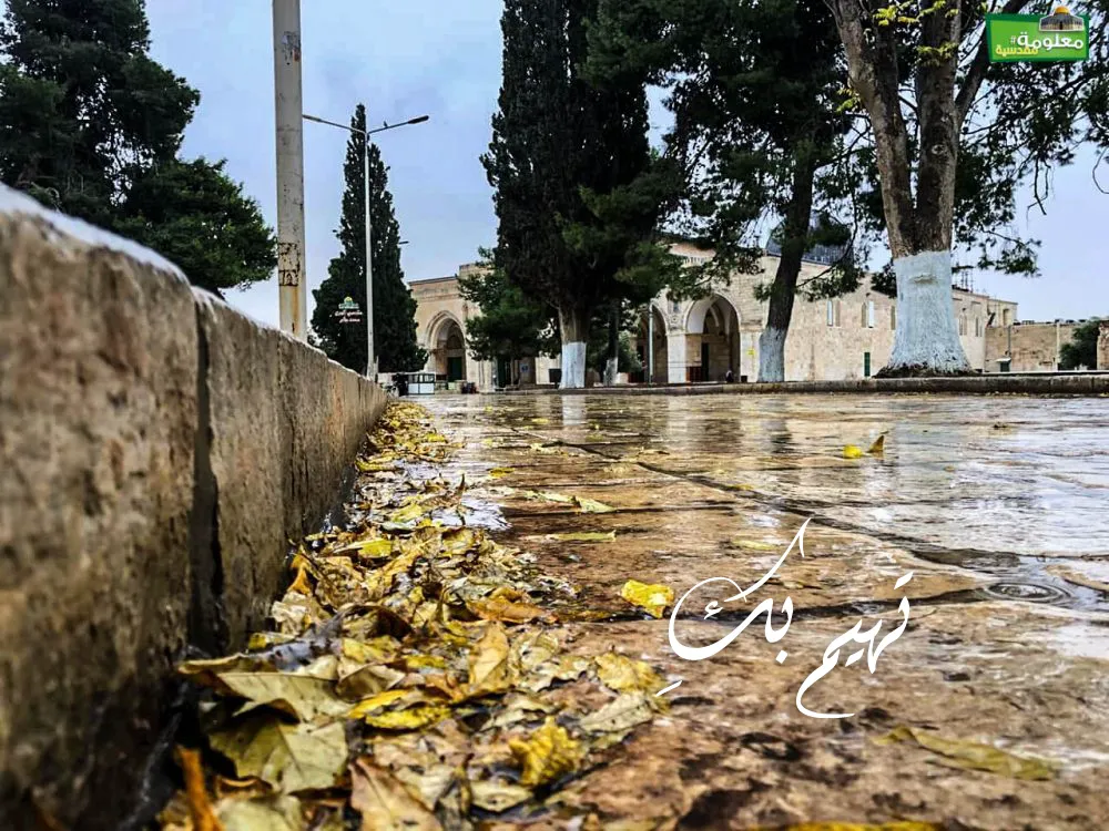تهيم بكِ